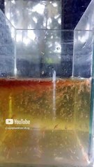 Beri Pakan Artemia Dulu..😘