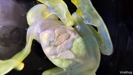 Falling into an Oven  | best funny videos