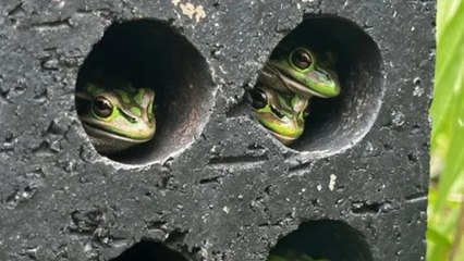 Bilim adamları şokta! Şimdiden 90 türün neslini tüketti