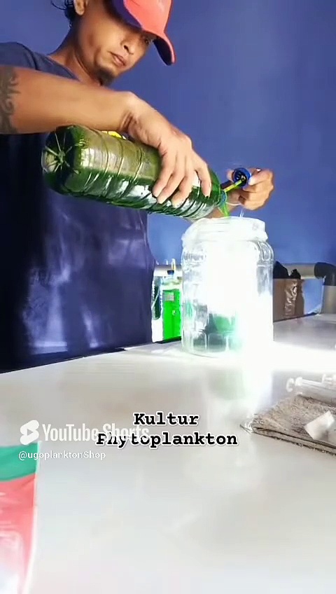 Kultur Phytoplankton.