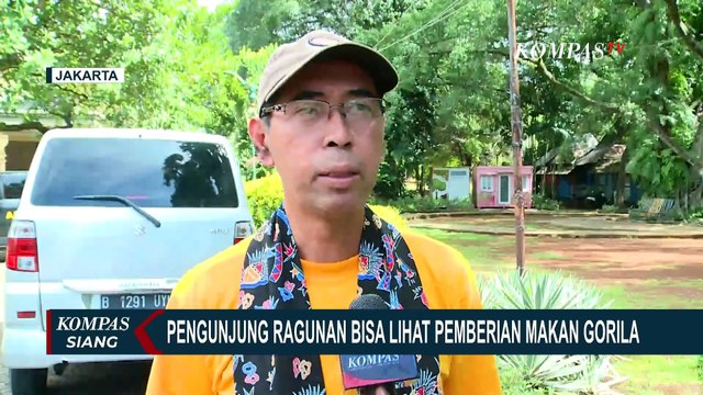 Libur Tahun Baru: Pertunjukan 'Feeding Time' Gorila di Ragunan, Pantai Ancol Ramai Pengunjung