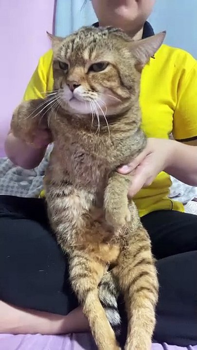 Kucing joget