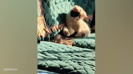 Kittens Use 100% Cuteness, Hearts Melt! ❤️ CUTEST Kittens😻