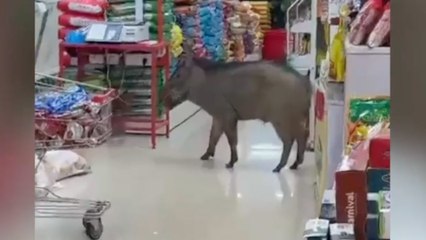 Chaotic video shows WILD BOAR wandering aisles in supermarket