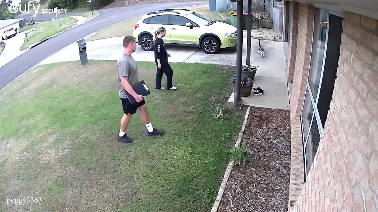 When Your Cat Becomes a Trusted Bodyguard   Cute Cats and Human