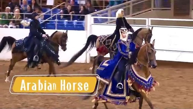 25 Most Beautiful Horses Ever Seen Meet the Worlds Most Stunning Horse Breeds