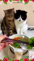 "Most Hilarious Animals That Will Make You Laugh Out Loud!"