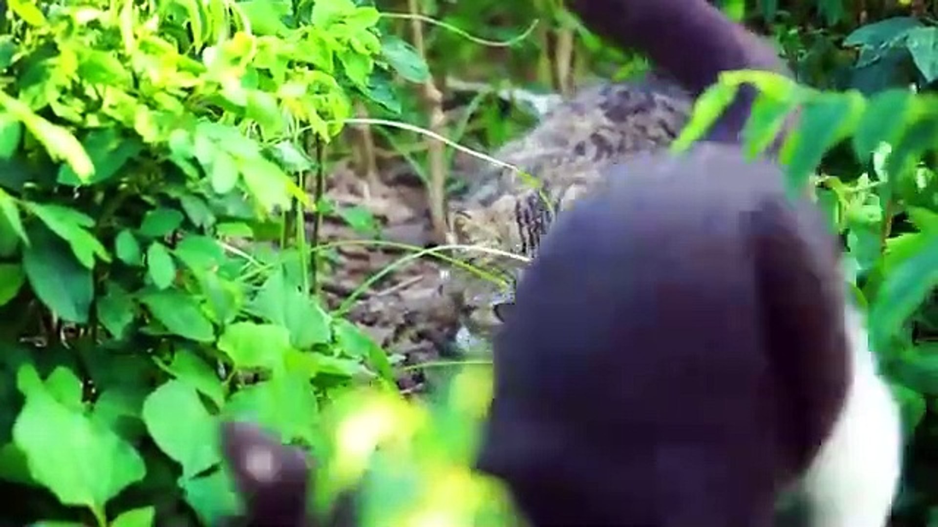 ⁣Kittens playing