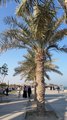 Beautiful View in Khobar Corniche