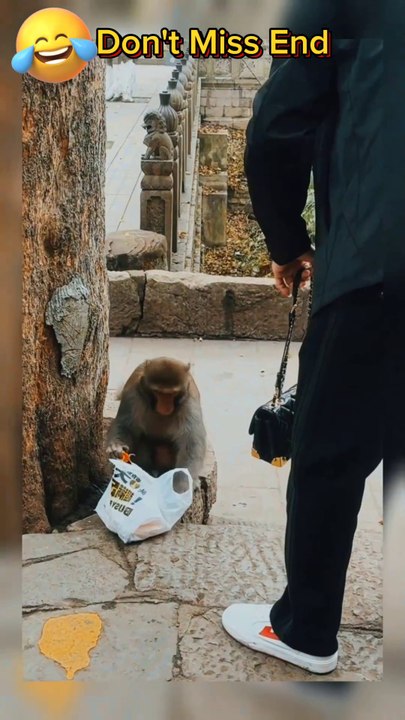 Monkey funny video 🐒