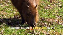 Fun Capybara Facts. Discover the World’s Largest and Friendliest Rodent!