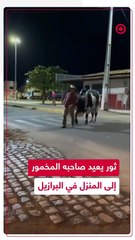 ثور يُعيد صاحبه المخمور إلى منزله في البرازيل