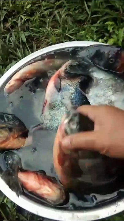 Ikan Bawal