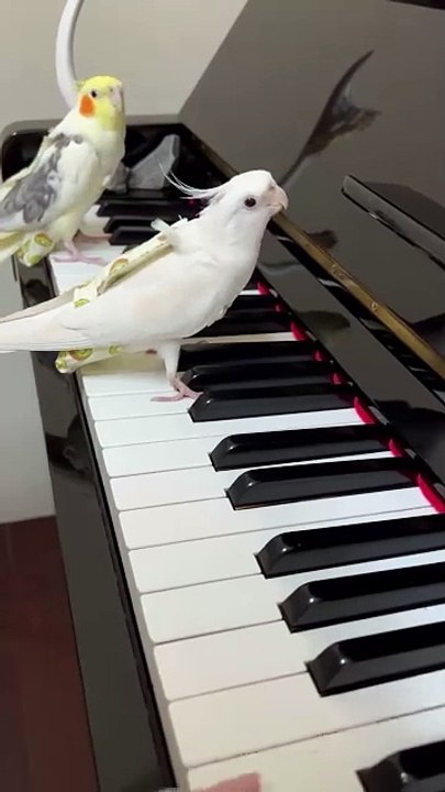 cockatiel singing with piano  #piano #shorts # trending #cockatiel