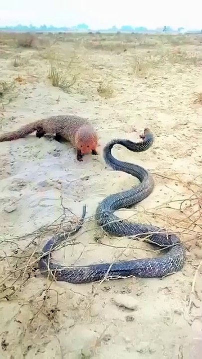 Snake fight, wild animals