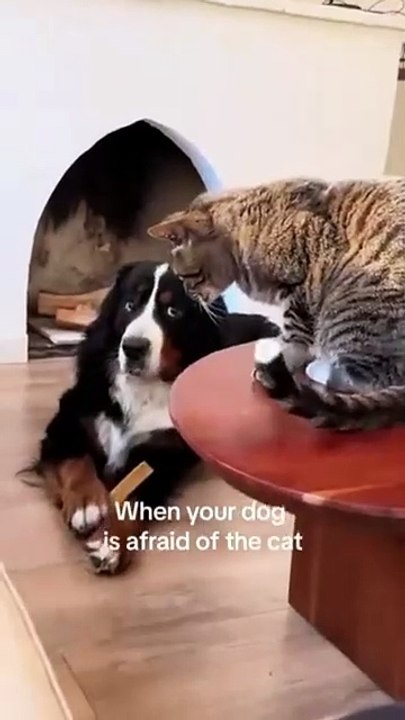 The True Alpha Pet.....