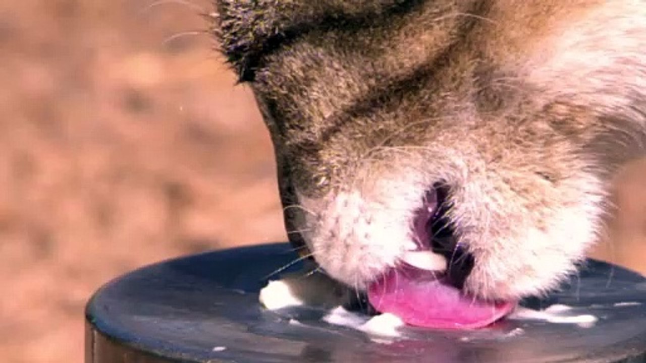 Cat in Slow Motion video