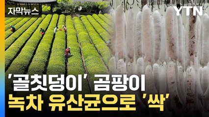 [자막뉴스] 녹차서 찾은 유산균... 육가공품에 '뜻밖의 효과' / YTN