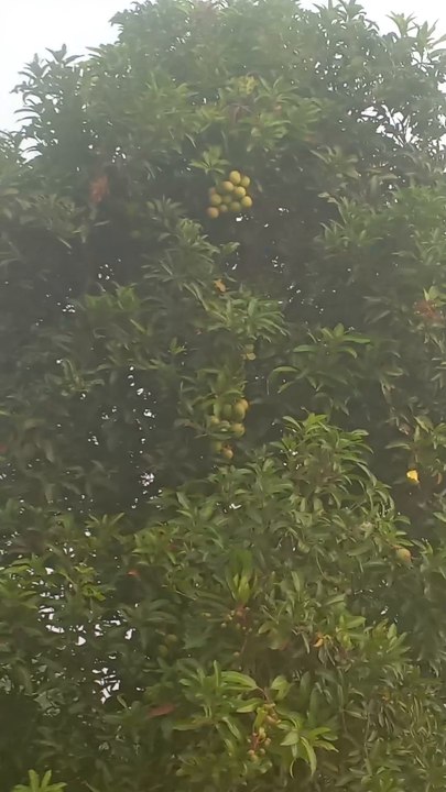 Mango Tree