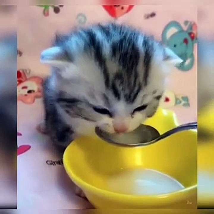 Funny Cat Videos Try Not To Laugh 😂