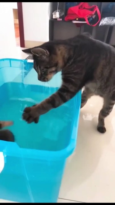 Cats & Dogs: Paw-some Shenanigans Barking Mad & Feline Fine