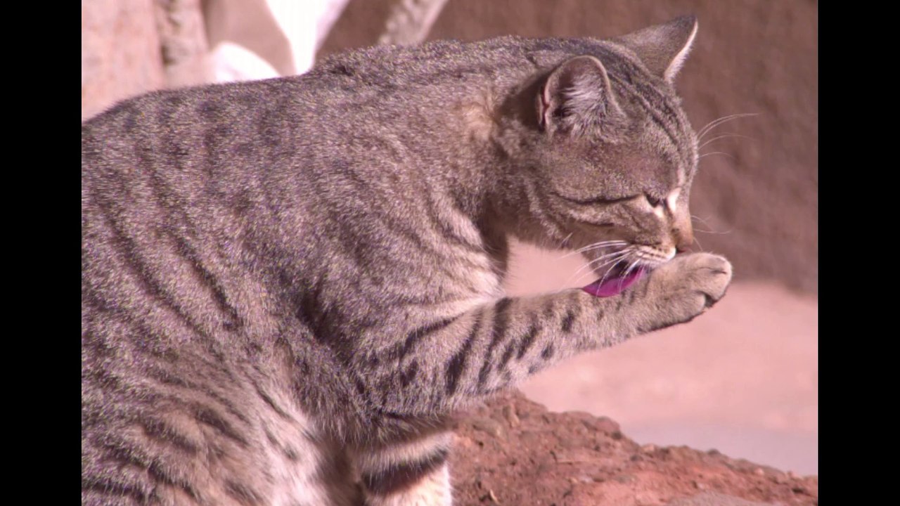 Watch how the cat licks his foot in slow motion 😃😃😃