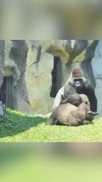 Un gorila adulto detiene una pelea entre dos compañeros en Taiwan