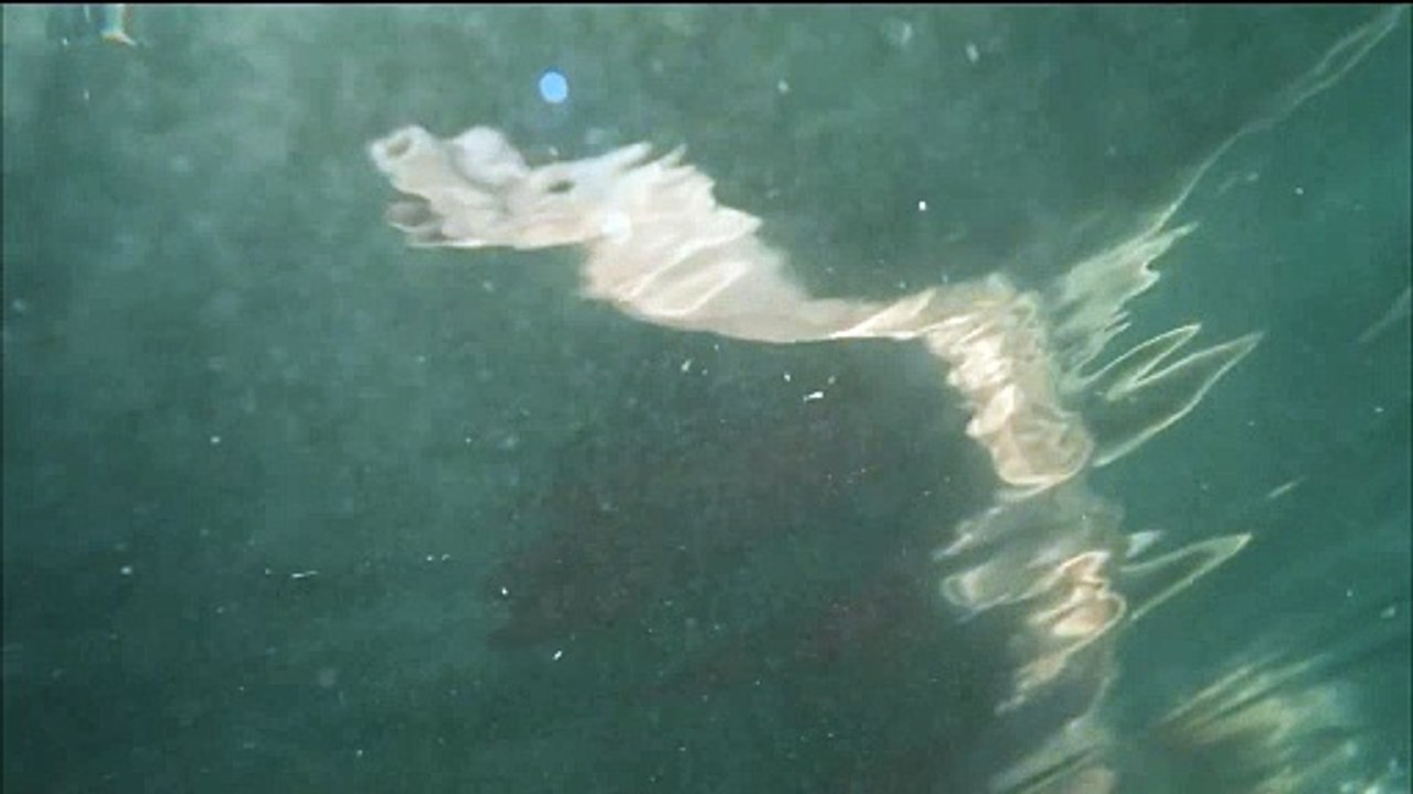 Hors de l'eau (2021) - Bande annonce