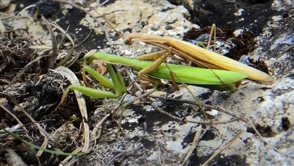 Metamorphosis, la lutte pour la vie (2022) - Bande annonce