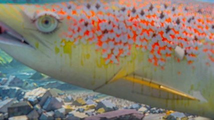 Bassin de l'Adour : Interdiction de la pêche au saumon pour sauvegarder l'espèce