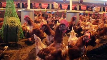 L'oeuf et la poule (2024) - Bande annonce