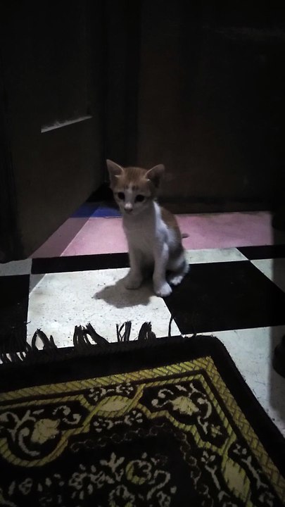 My Cat