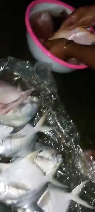 ikan