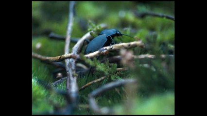 Les hauts de Hurlevent (2011) - Bande annonce