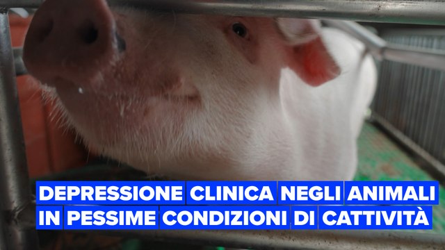Uno studio dimostra come gli animali possano sviluppare depressione clinica
