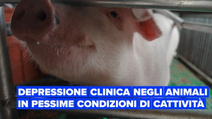 Uno studio dimostra come gli animali possano sviluppare depressione clinica