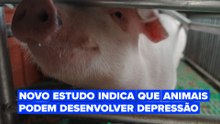 Um novo estudo mostra como os animais podem desenvolver depressão clínica
