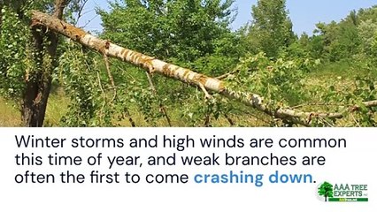 Top 5 Reasons to Prioritize Tree Trimming in 2025