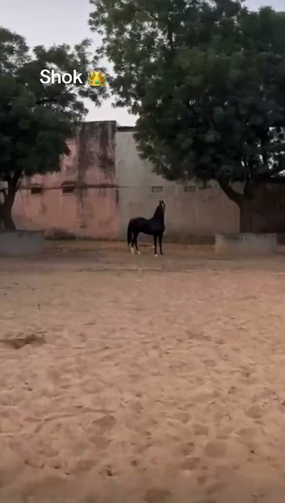 Horse🐎🐎lovers
