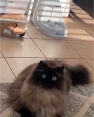 🐾 Get ready to embrace the adorable world of **cats**! In today's video, w