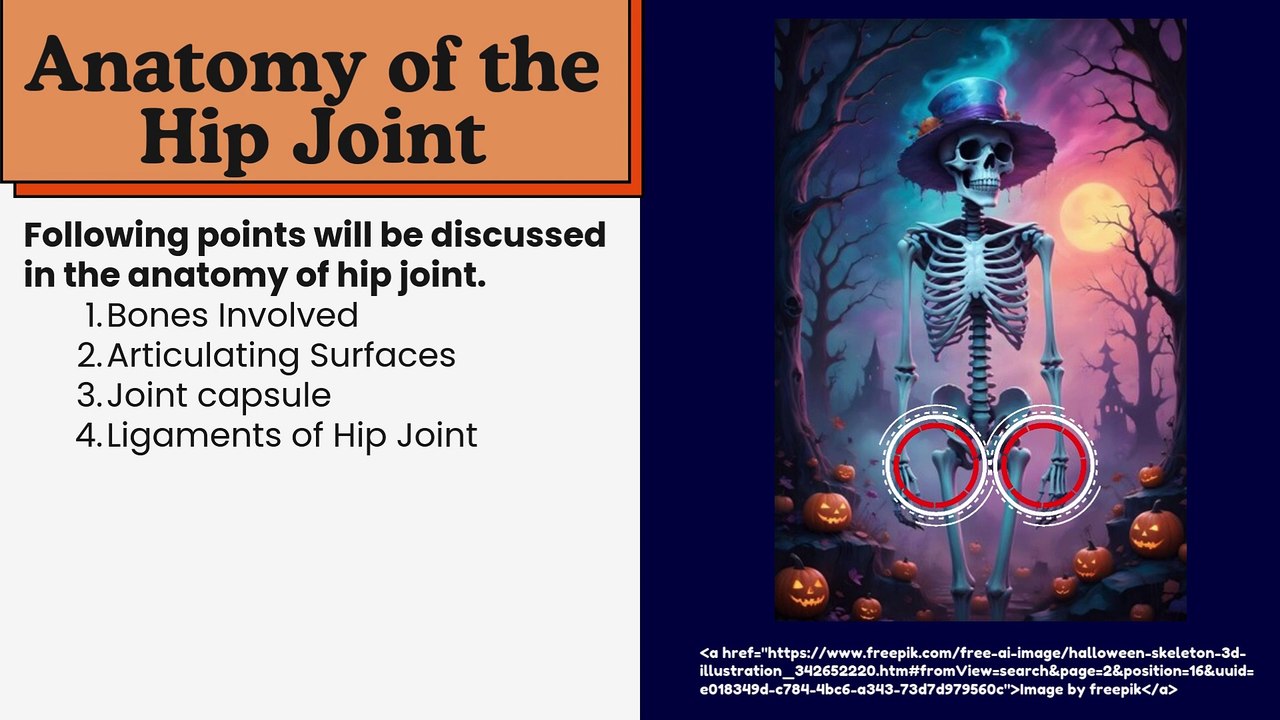 Anatomy of the Hip Joint: Comprehensive Overview