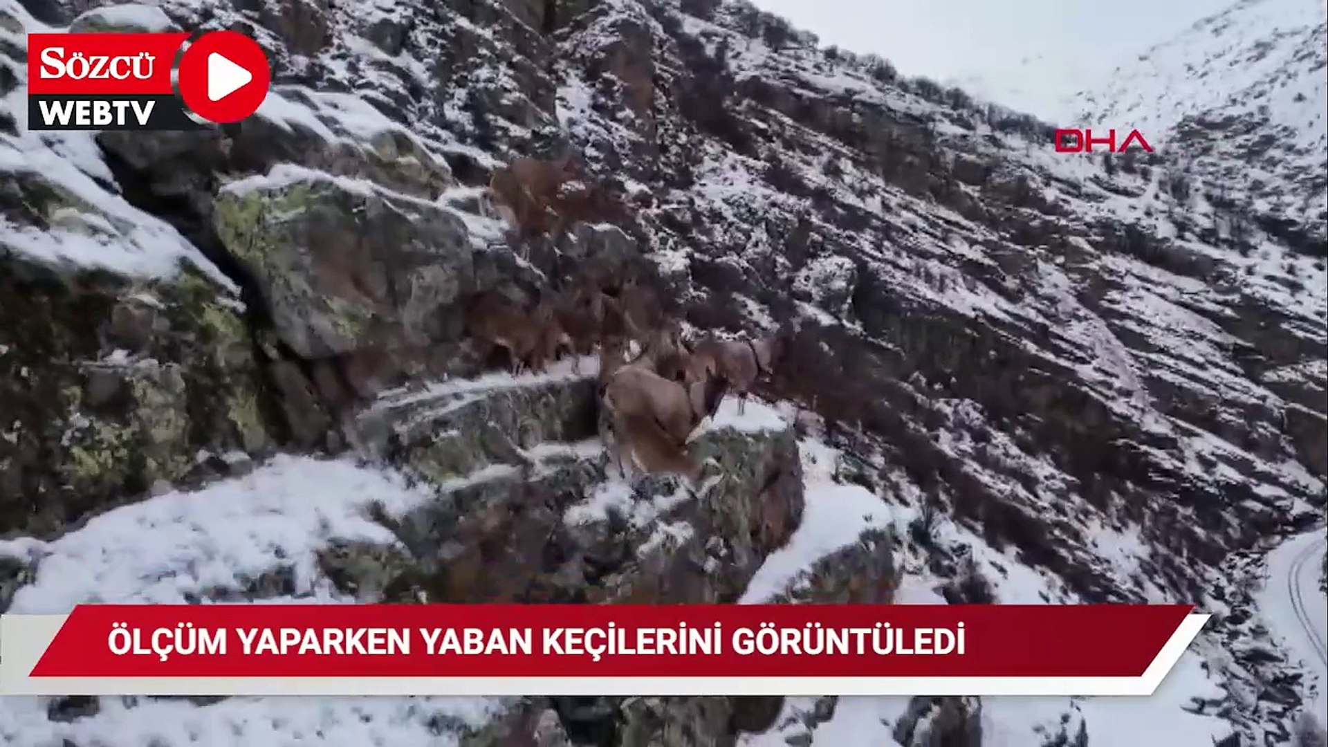 Ölçüm yaparken yaban keçilerini görüntüledi