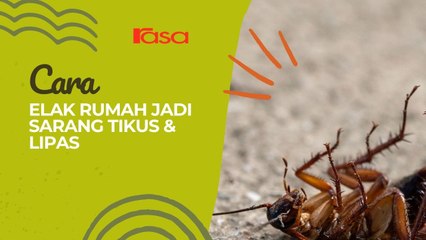 Cara Elak Rumah Jadi Sarang Tikus & Lipas
