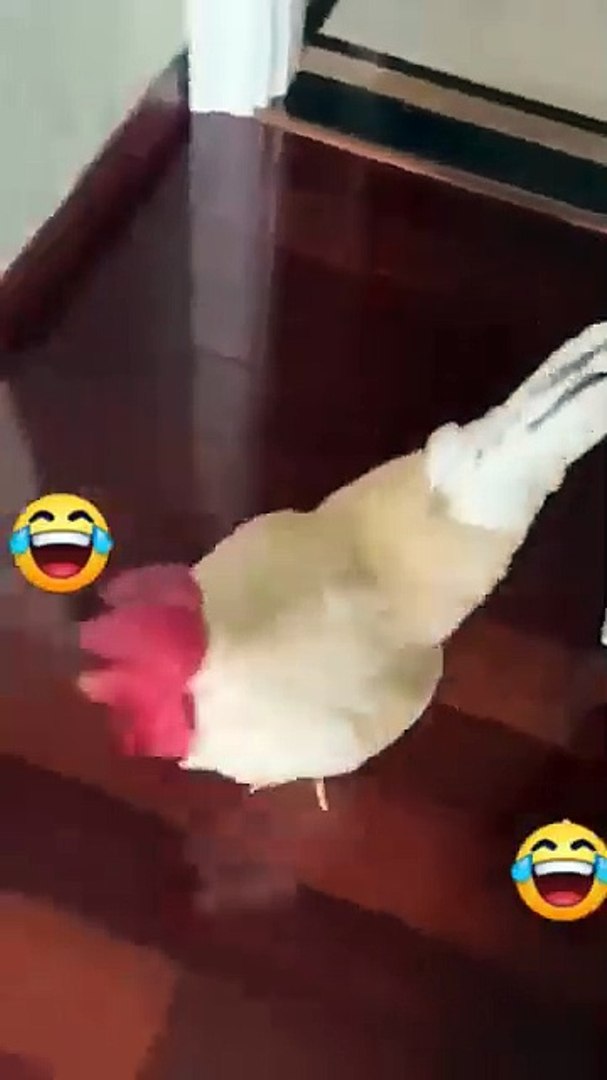 Comedy videos 😂 😆