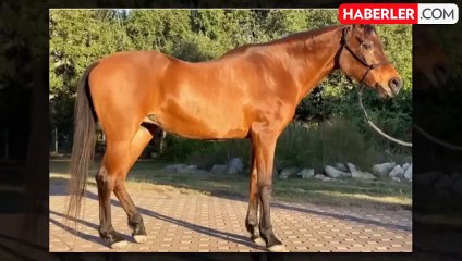 Dünyanın en yaşlı safkan Arap atı 36 yaşında öldü