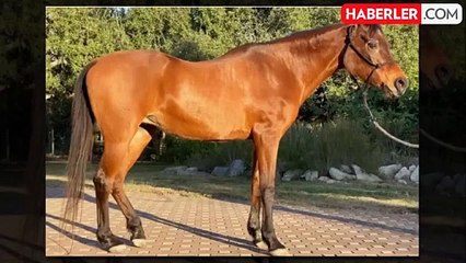 Dünyanın en yaşlı safkan Arap atı 36 yaşında öldü