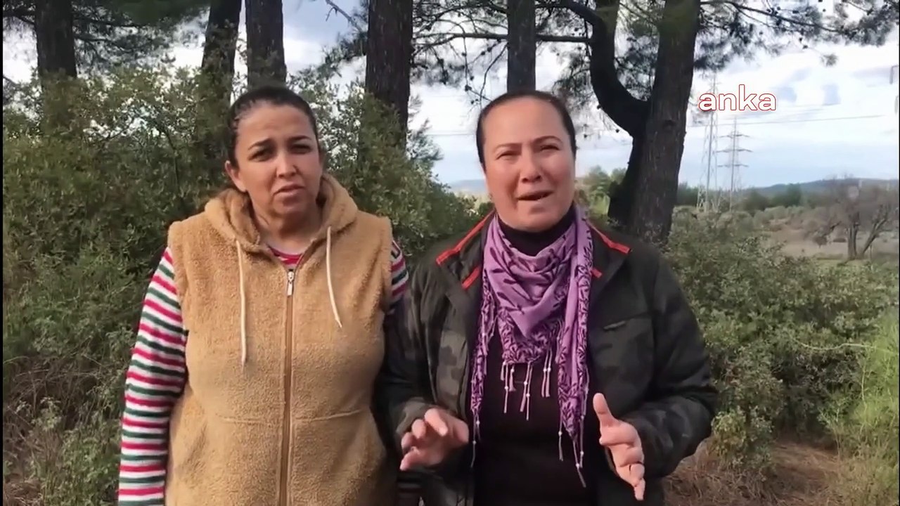 Limak - İçtaş ortağı YK Enerji, Milas'ta zeytin ağaçlarını söküyor; "Zeytin Yasası’na göre zeytinliklere hiç kimse dokunamaz"