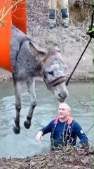 Zoupie, ânesse de 37 ans, nouvelle victime des feux d'artifice et sauvée des eaux à Hélécine