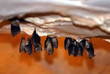 Trakya'da ilk ve tek! 16 türden 60 bini burada yaşıyor