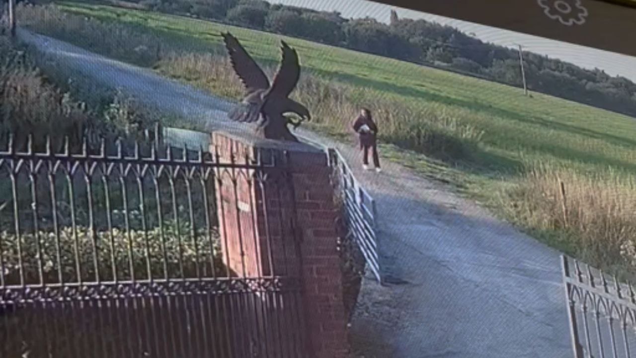 Guard dogs rush for safety at home after a girl calls out to them